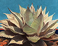 Agave in Blue